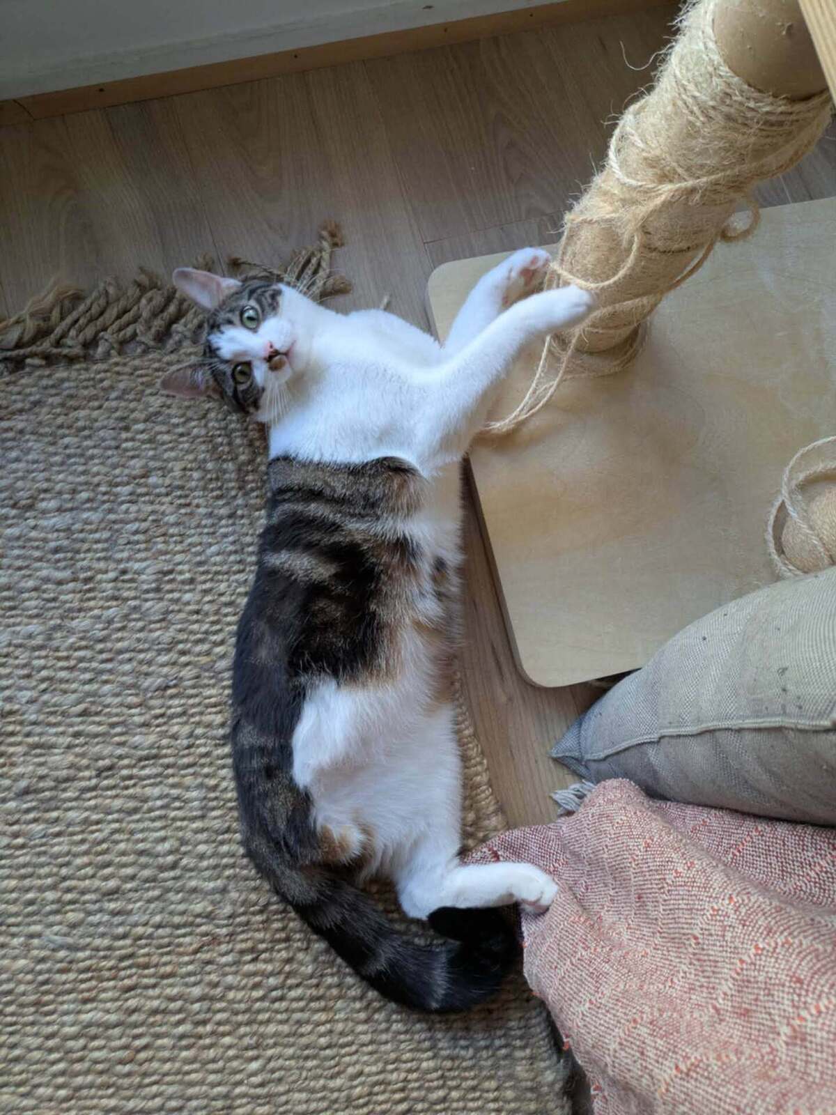 Adoption Iris et hermes