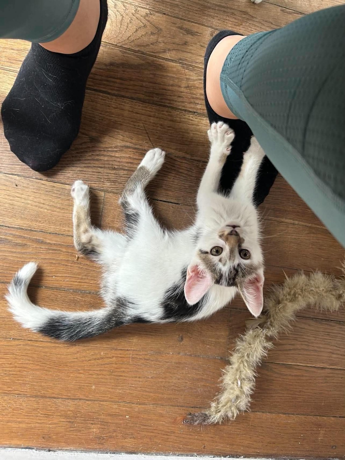 Adoption Truffo 