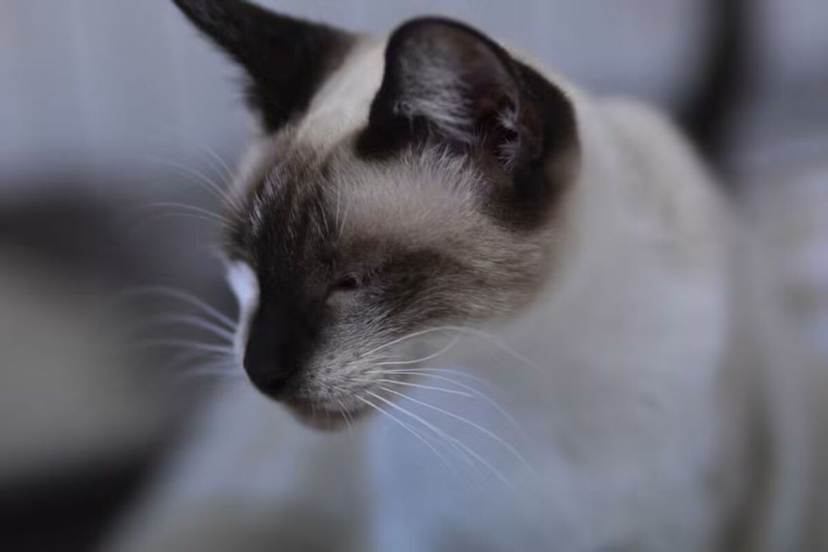 Adoption Satine