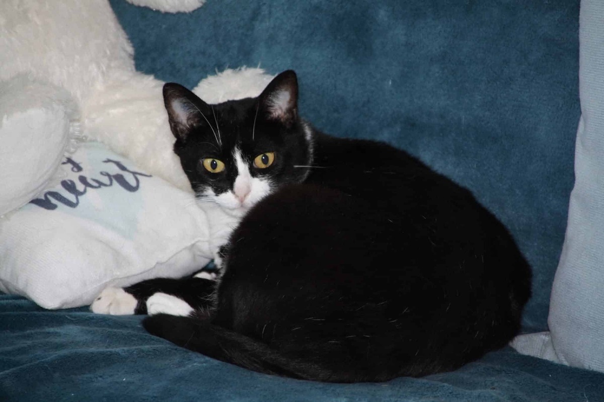 Adoption Mutty