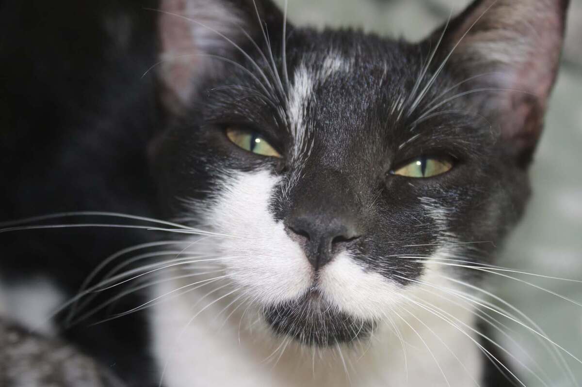 Adoption BLOUME
