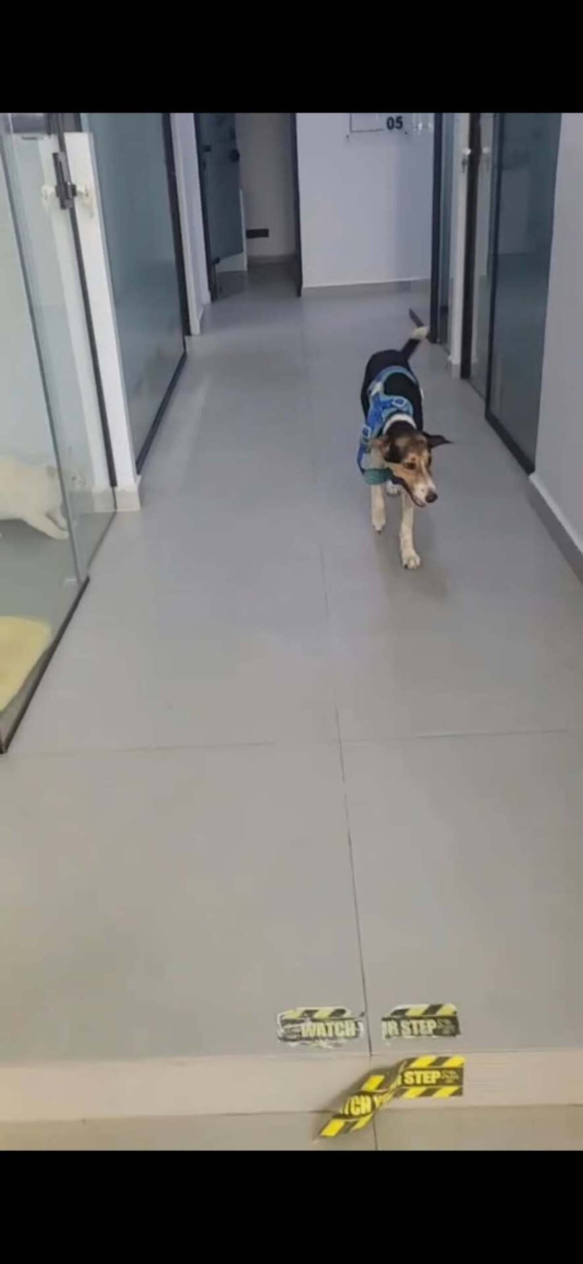 Adoption Alba