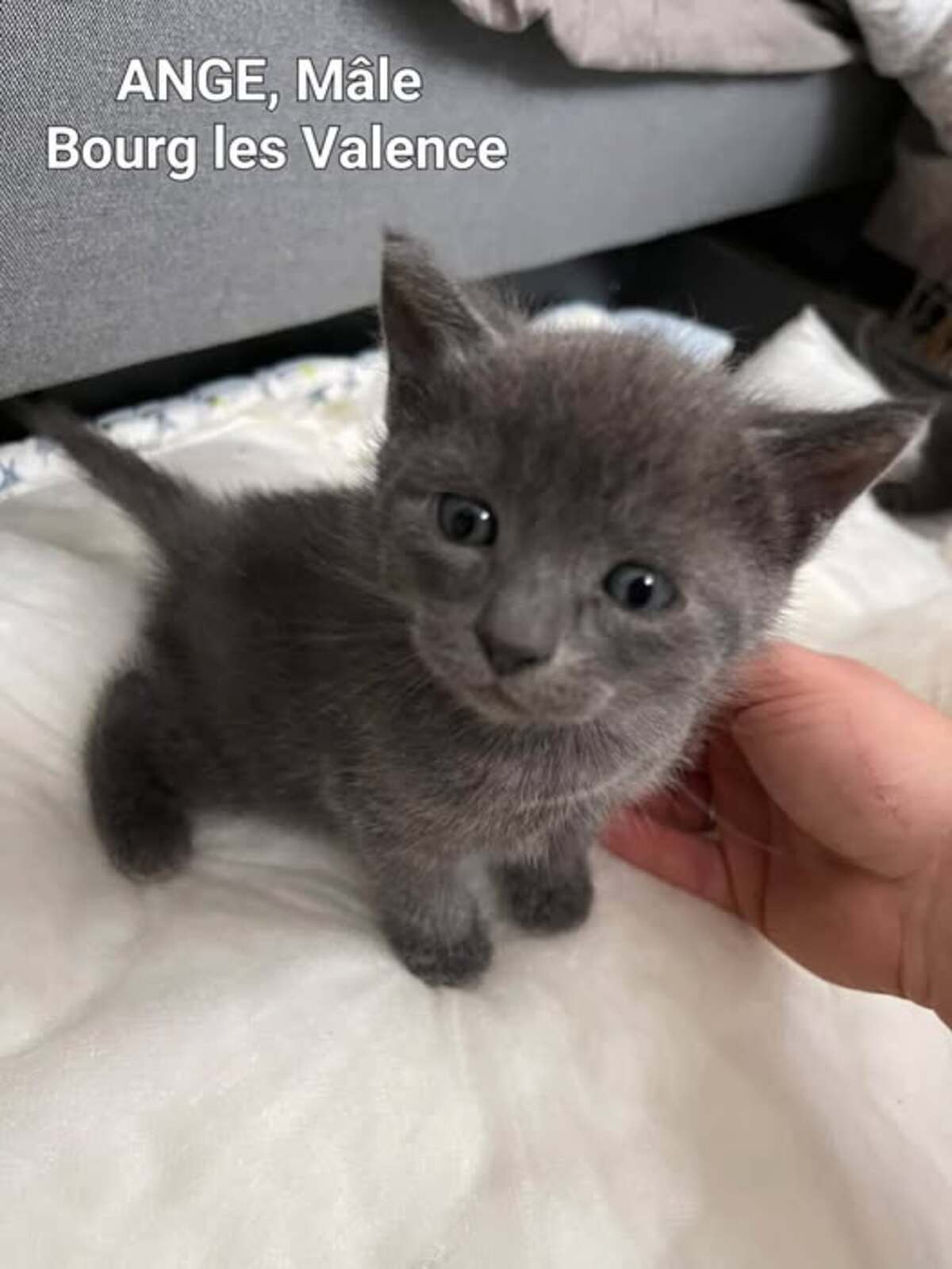 Adoption Ange
