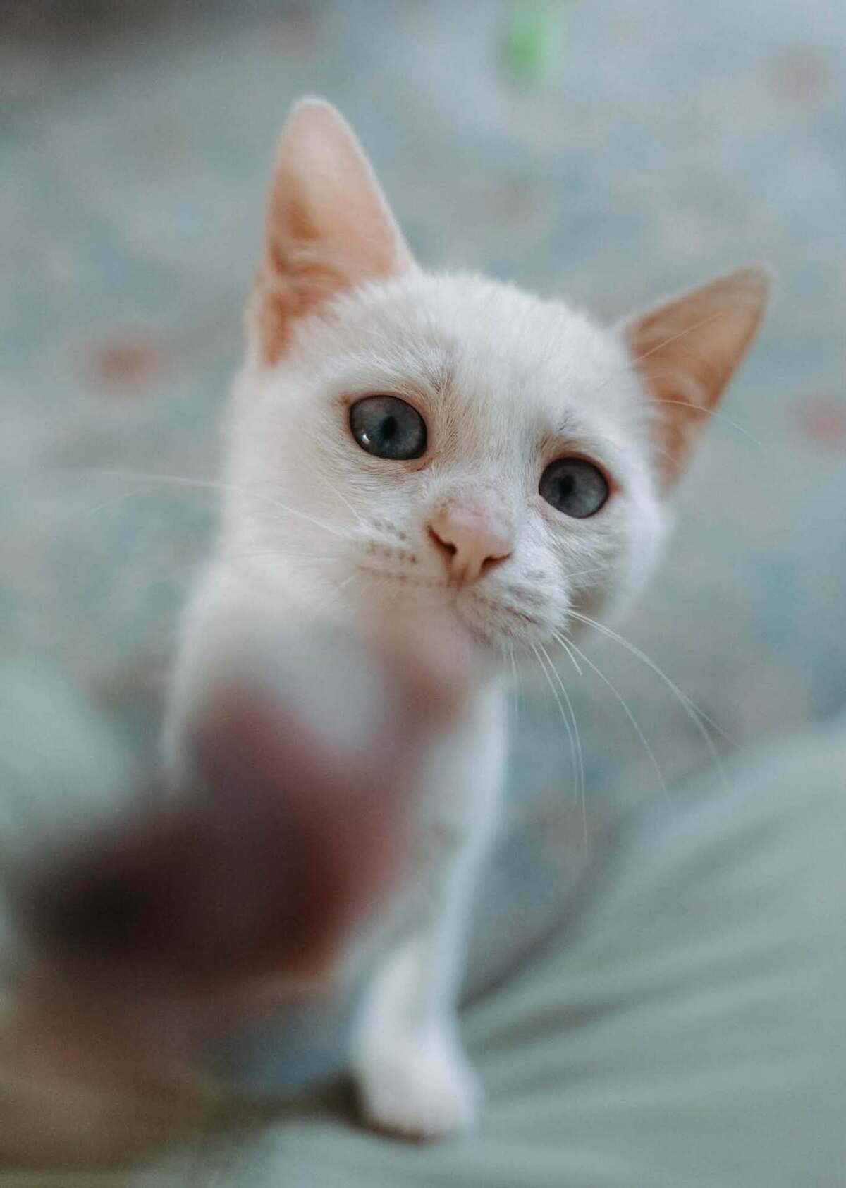 Adoption KIMCHI