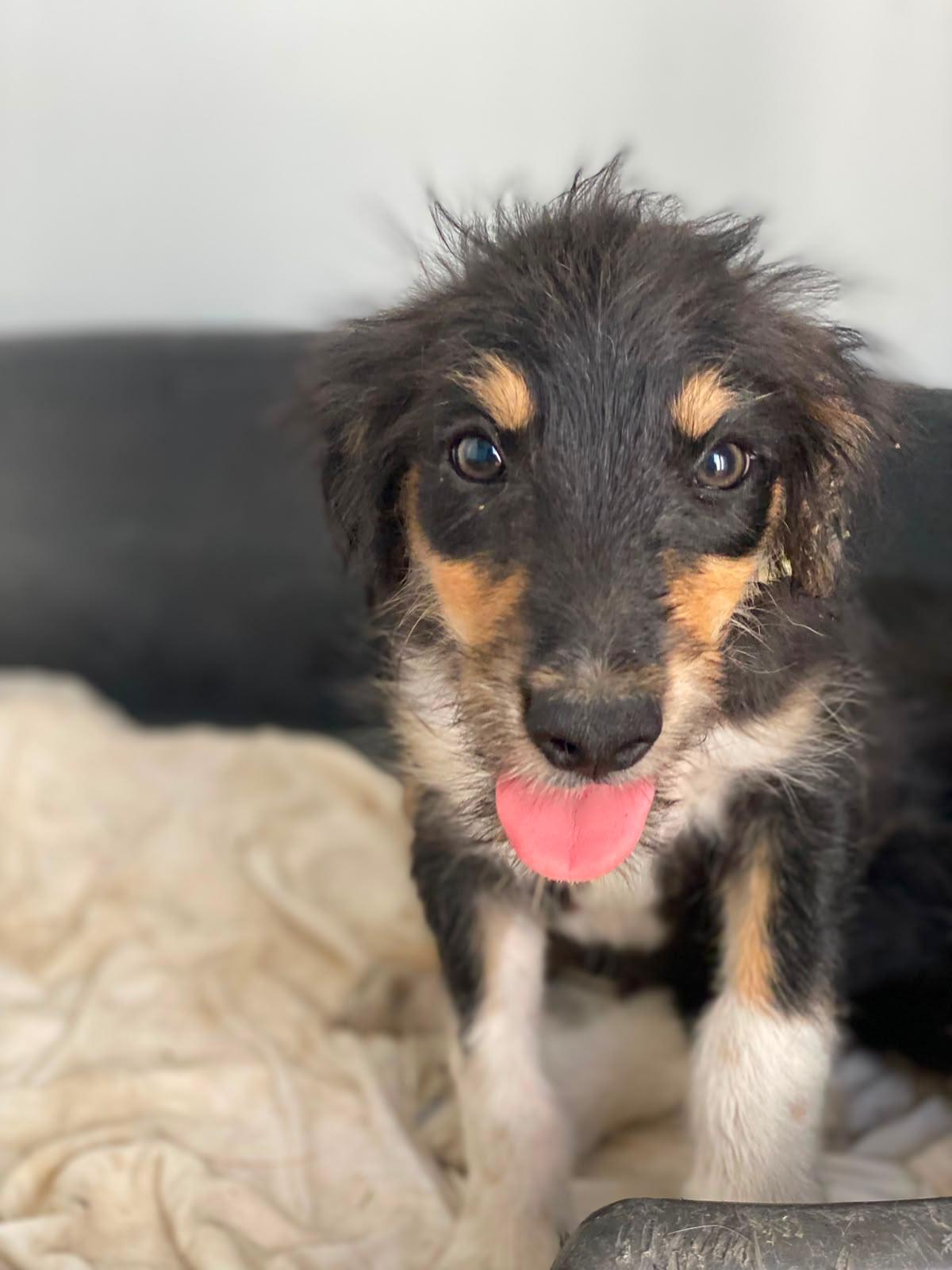 Adoption Levante 