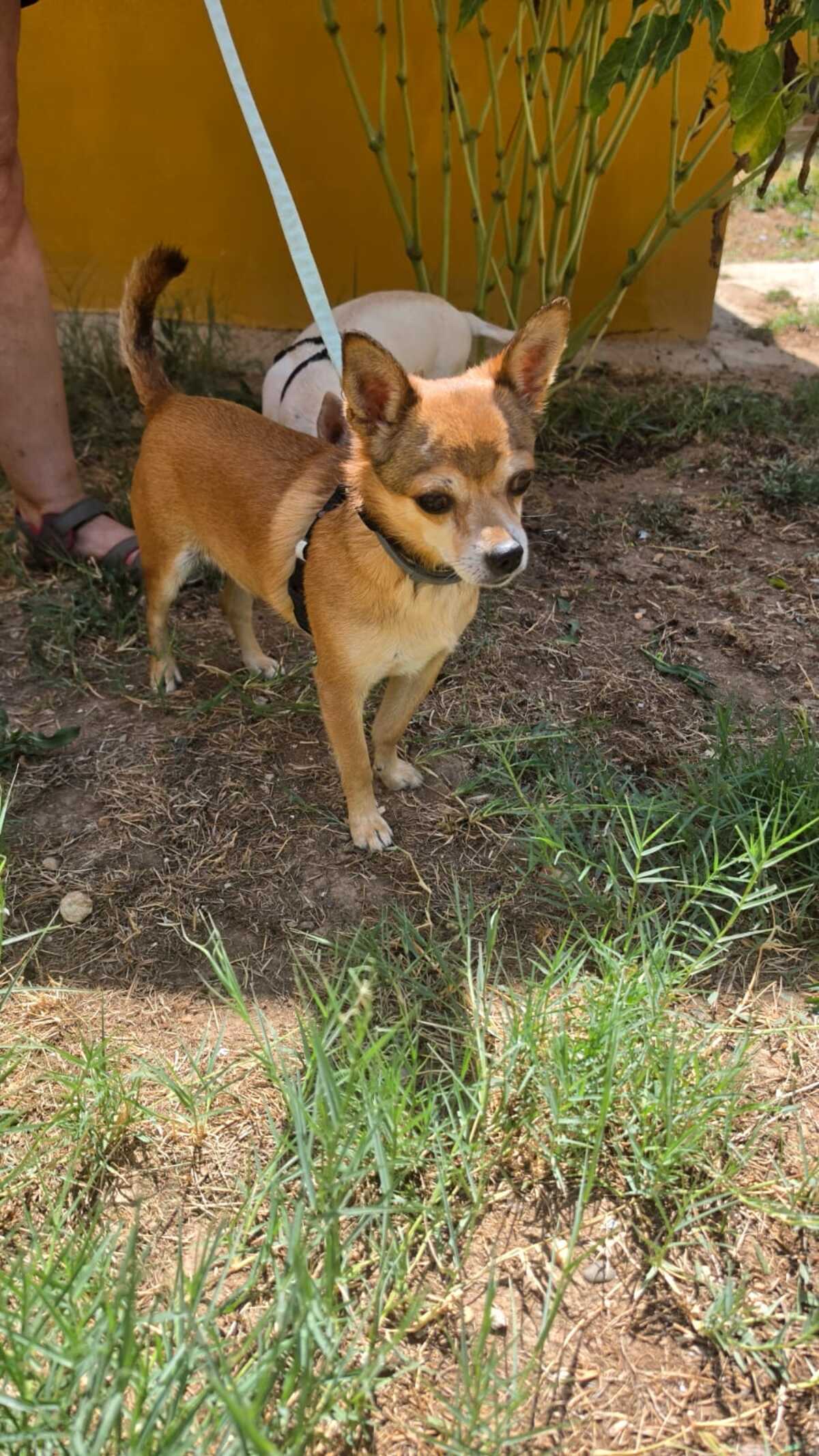 Adoption Ziro
