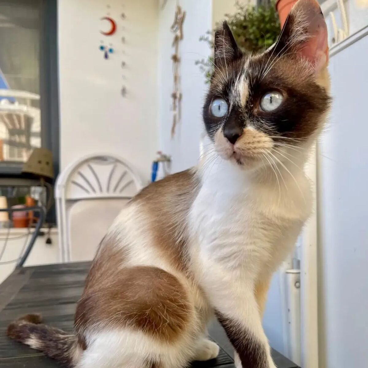 Adoption Mulan