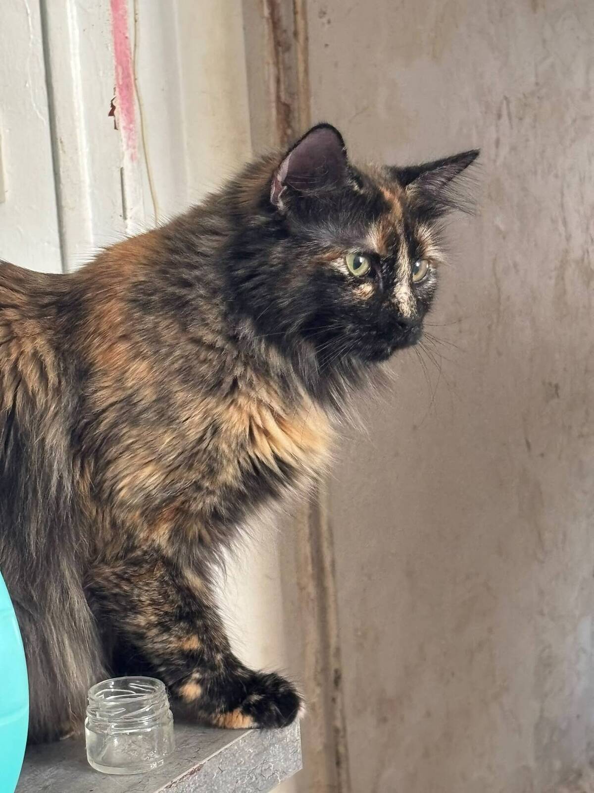 Adoption Nala
