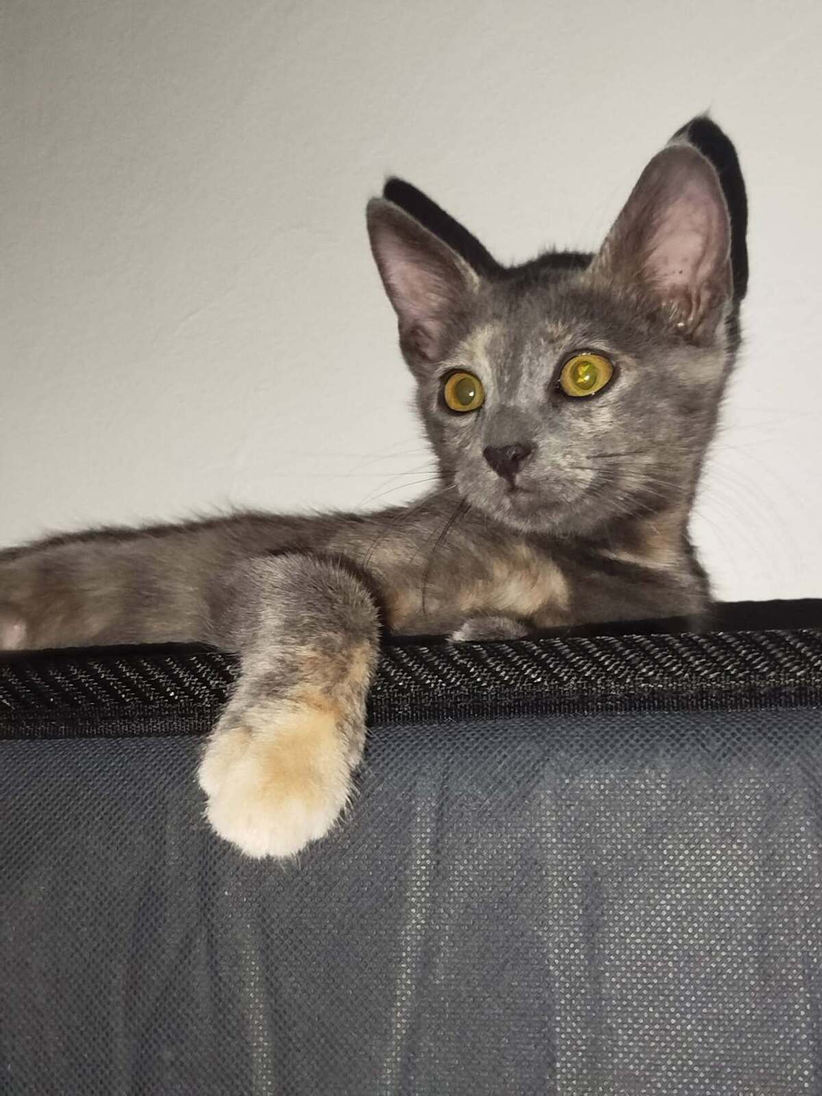 Adoption MERVEILLE