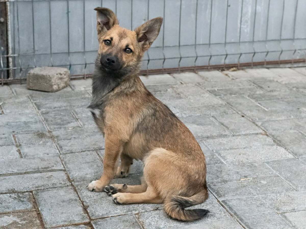 Adoption Bonnie