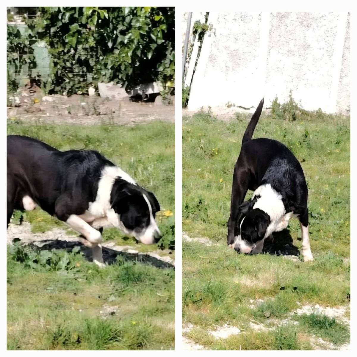 Adoption Yang