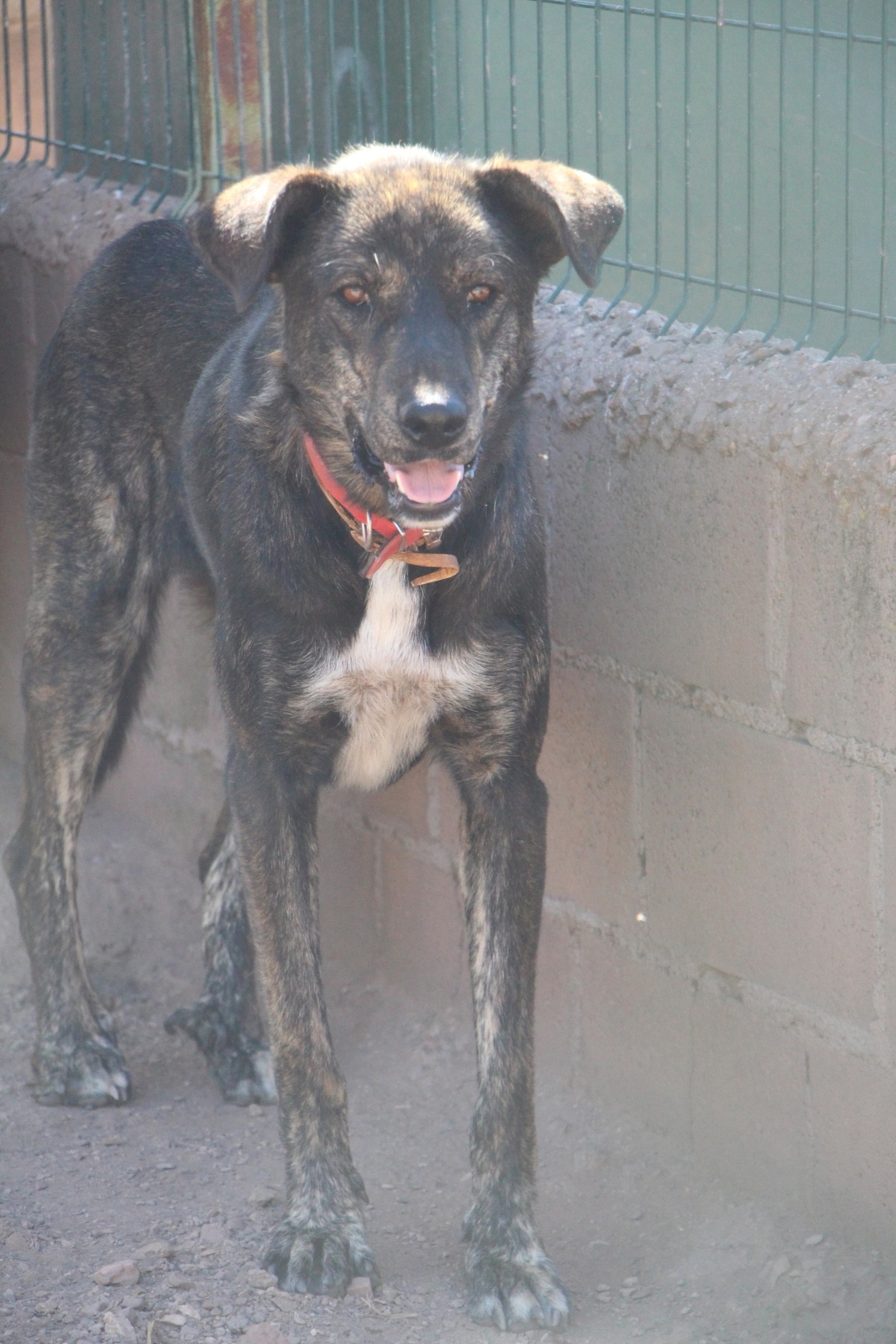 Adoption Amoroso