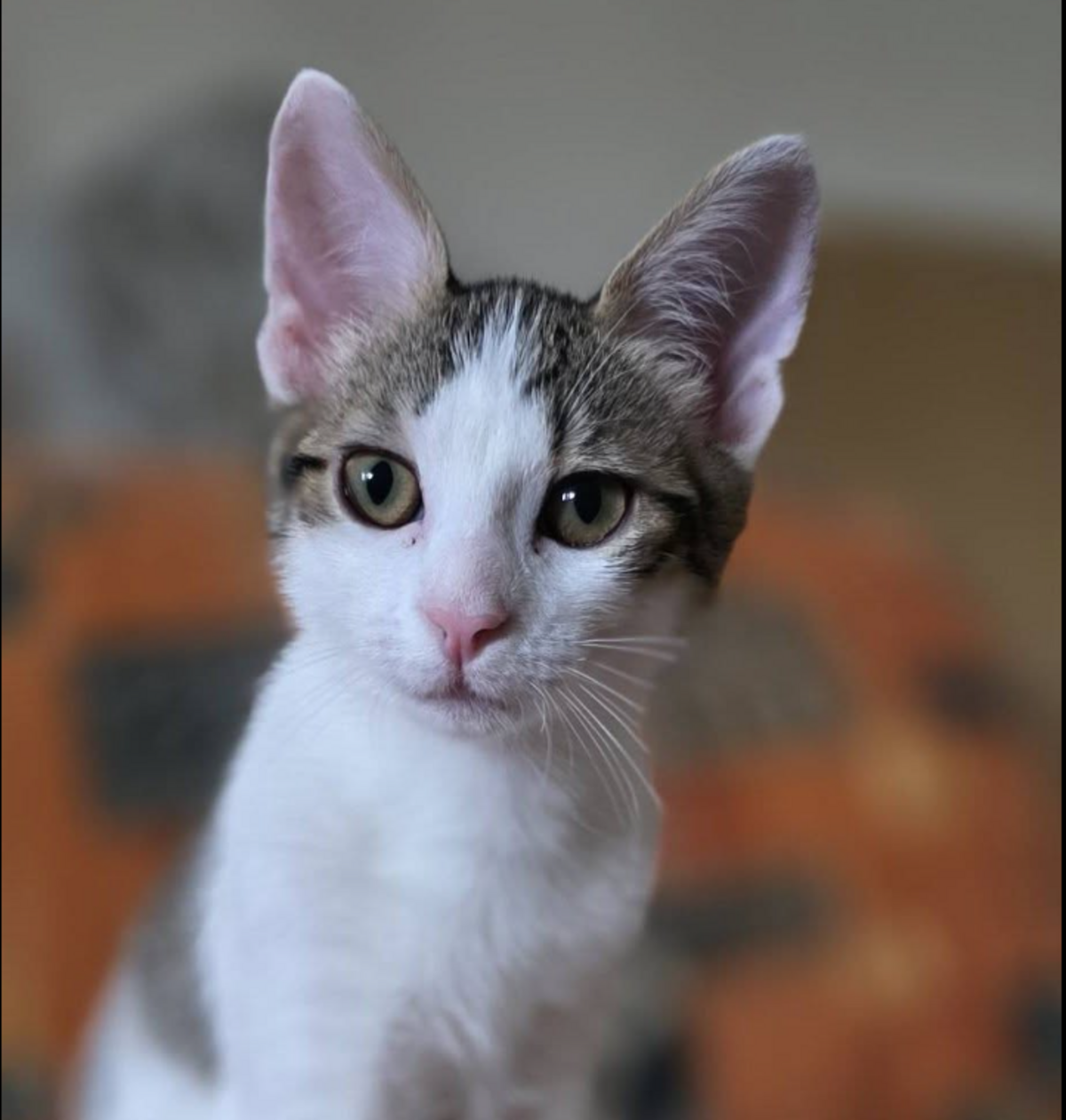 Adoption LILITH