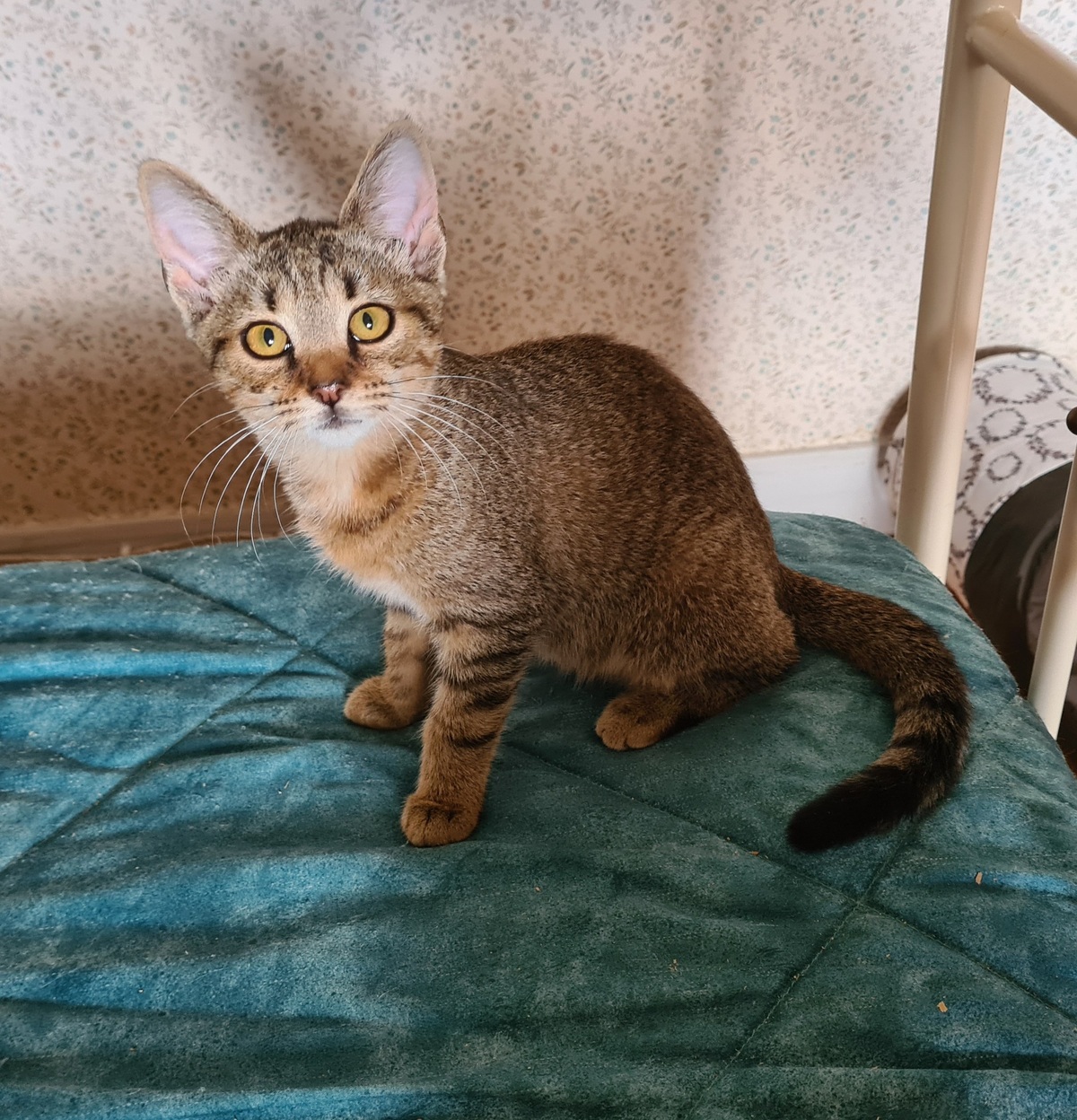 Adoption Rhapsodie