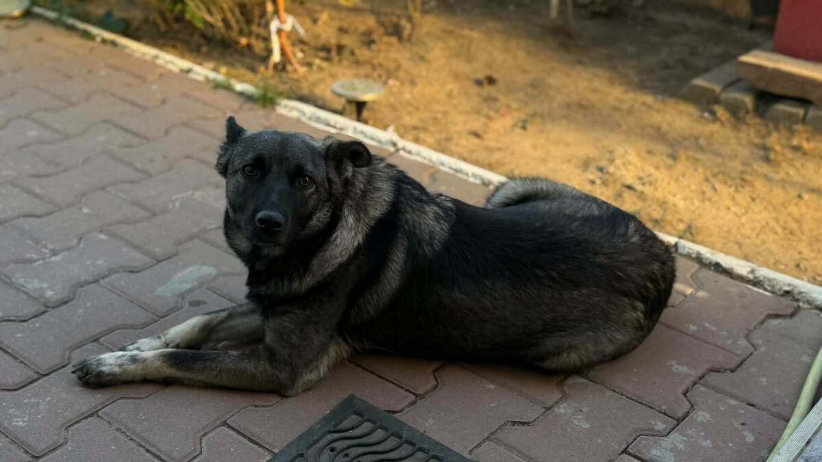 Adoption Zorya