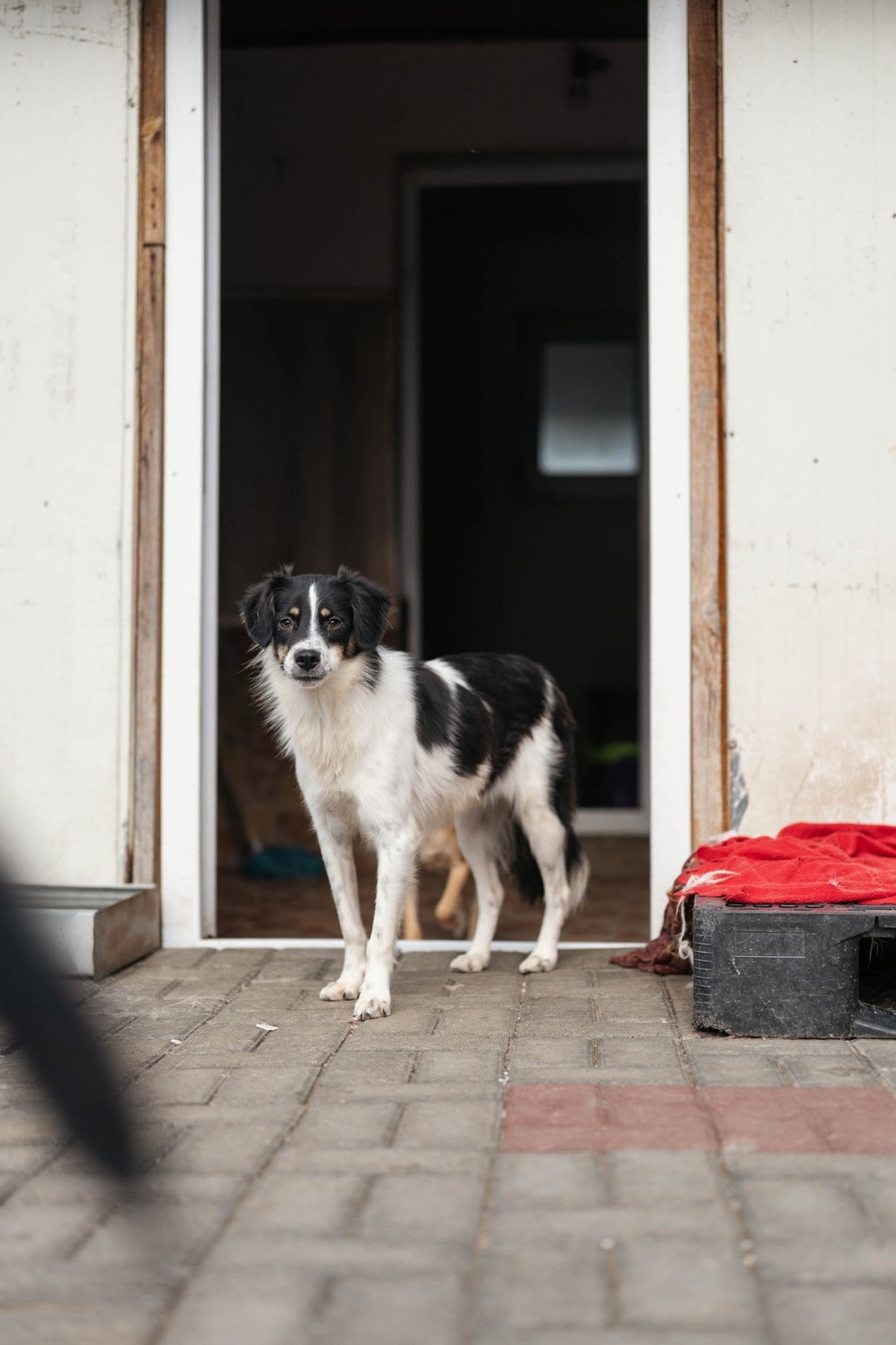 Adoption Farah