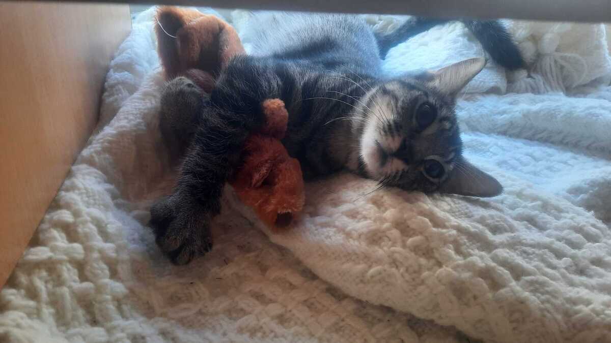 Adoption Baya