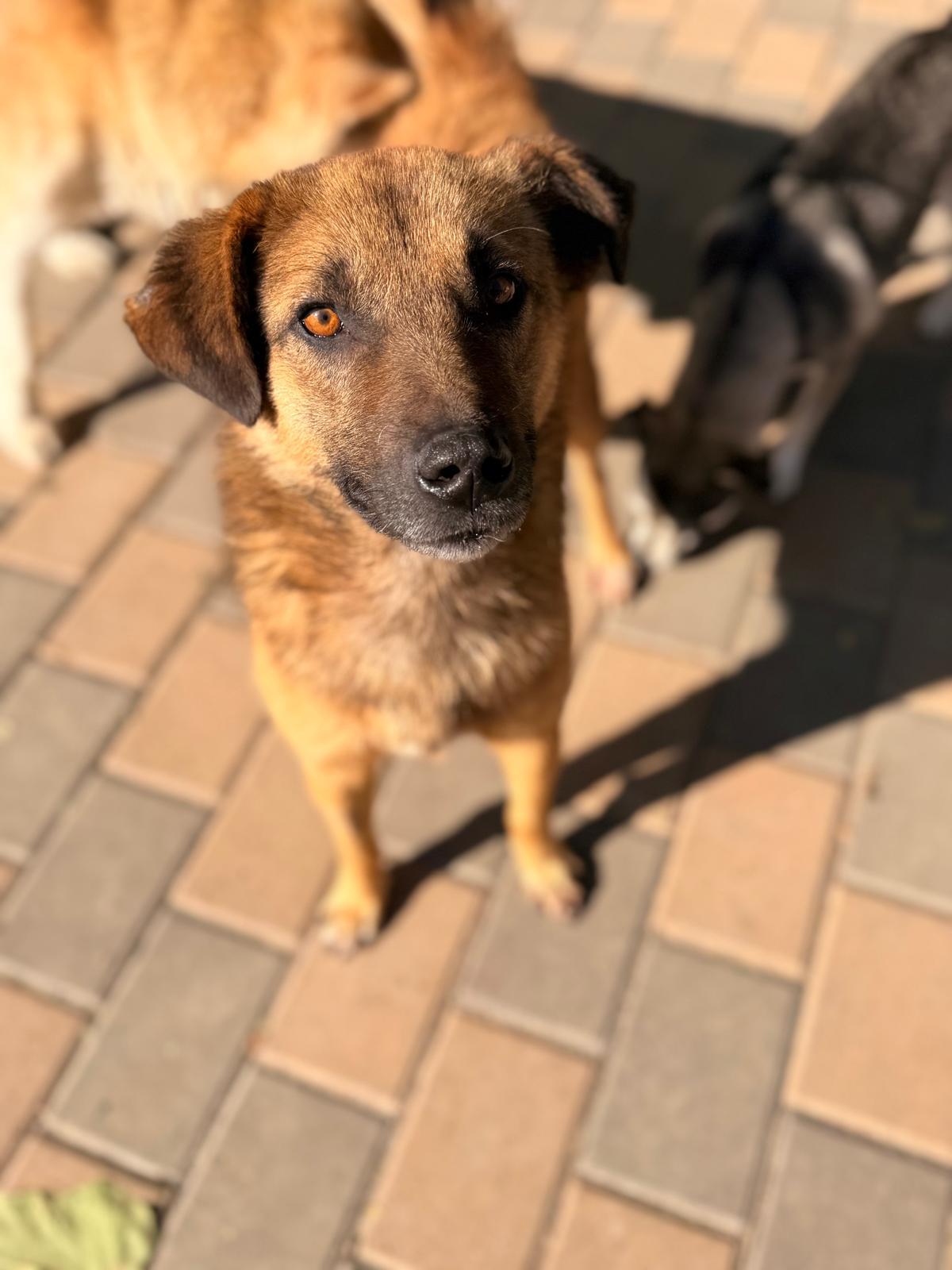 Adoption Saby
