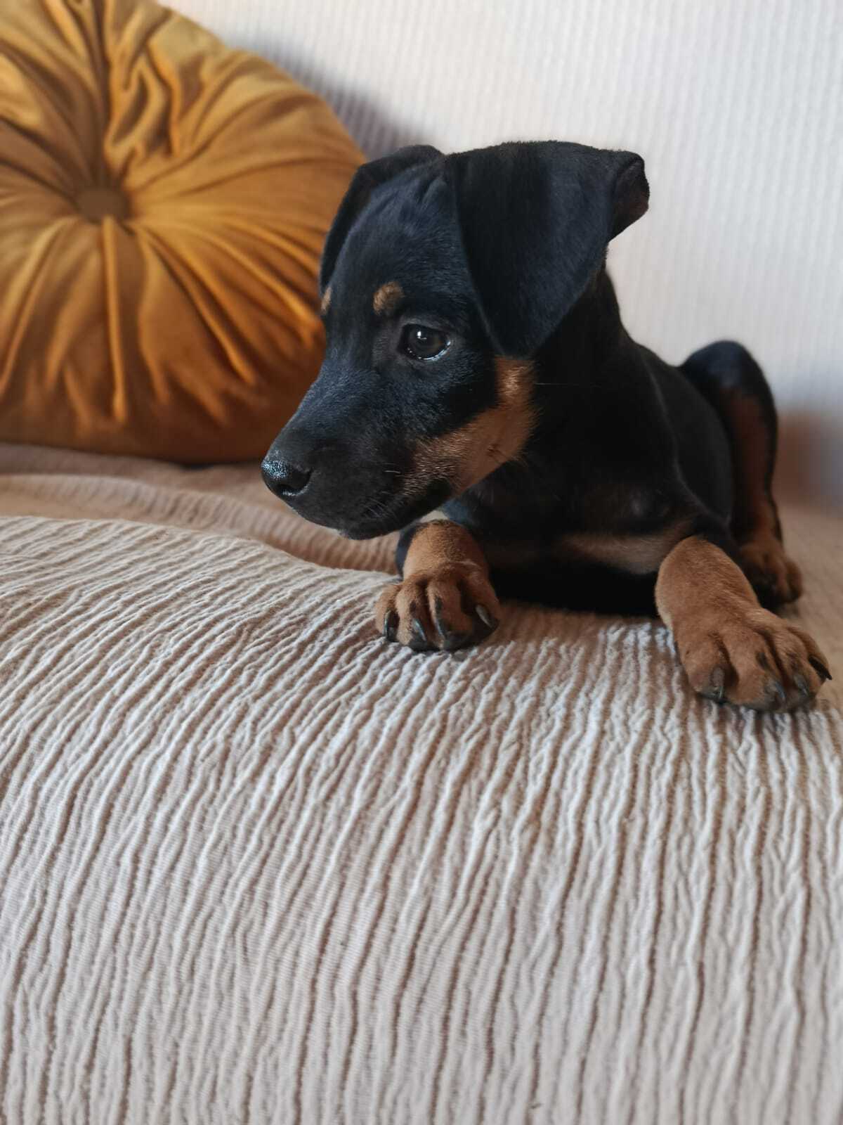 Adoption Edena