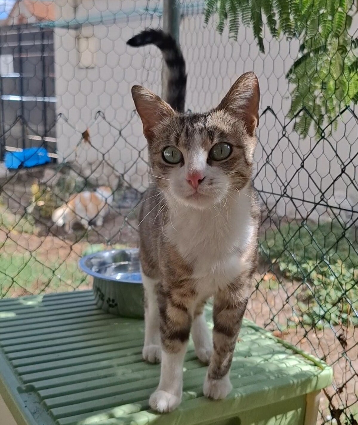 Adoption Borgia
