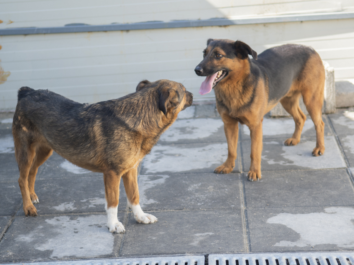 Adoption Camilio