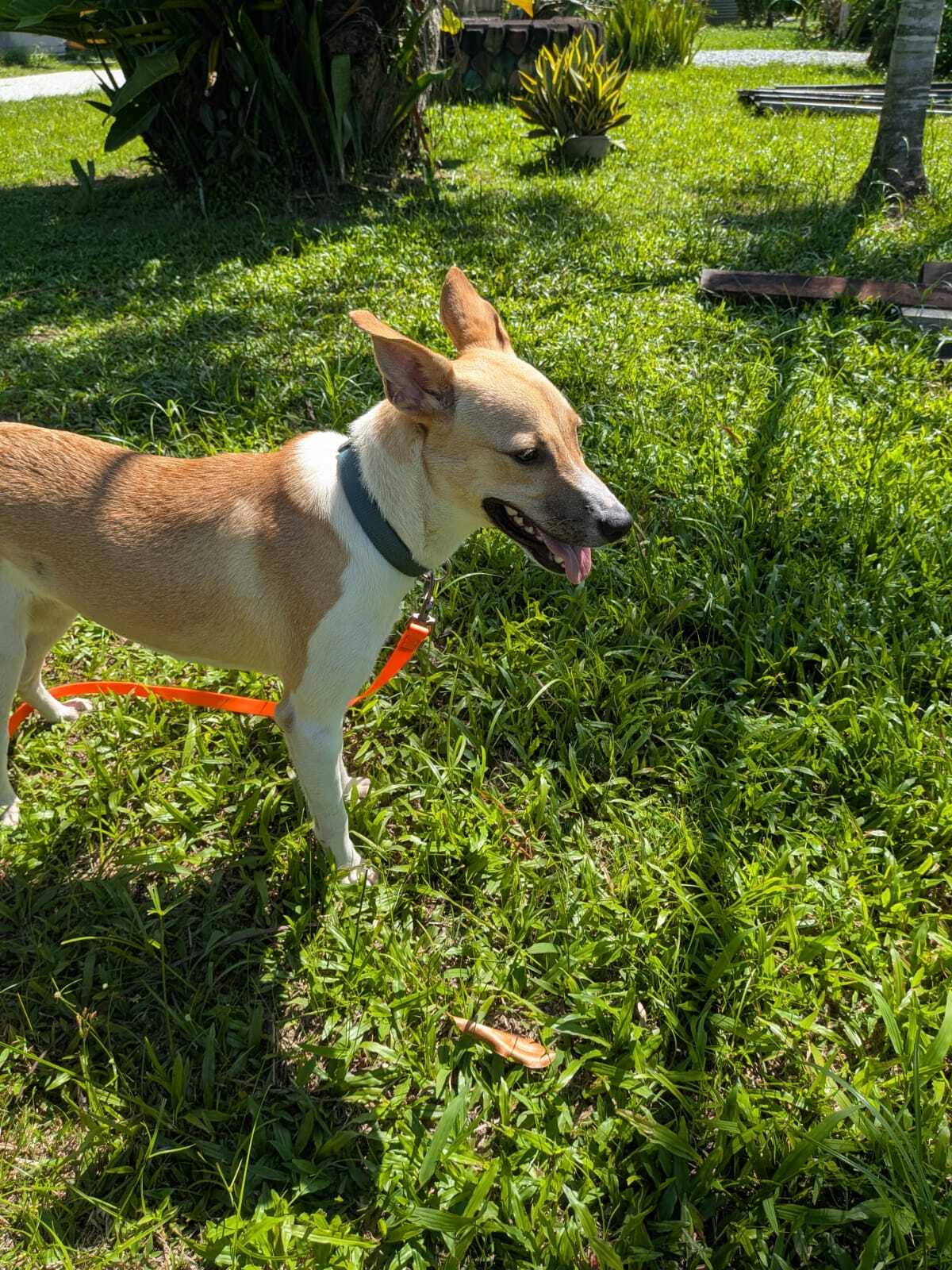 Adoption Harper