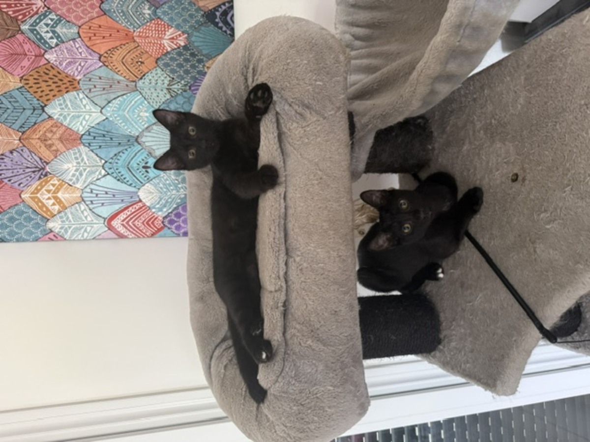Adoption Crockmou