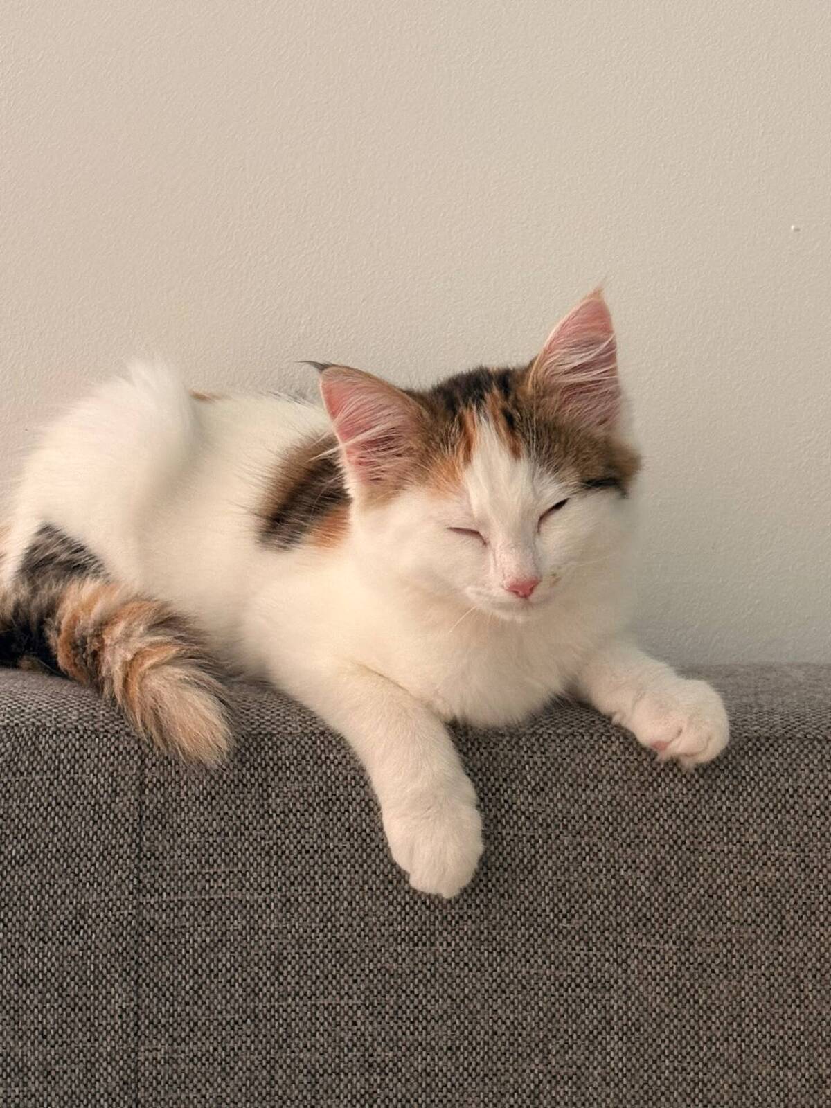 Adoption Bonnie