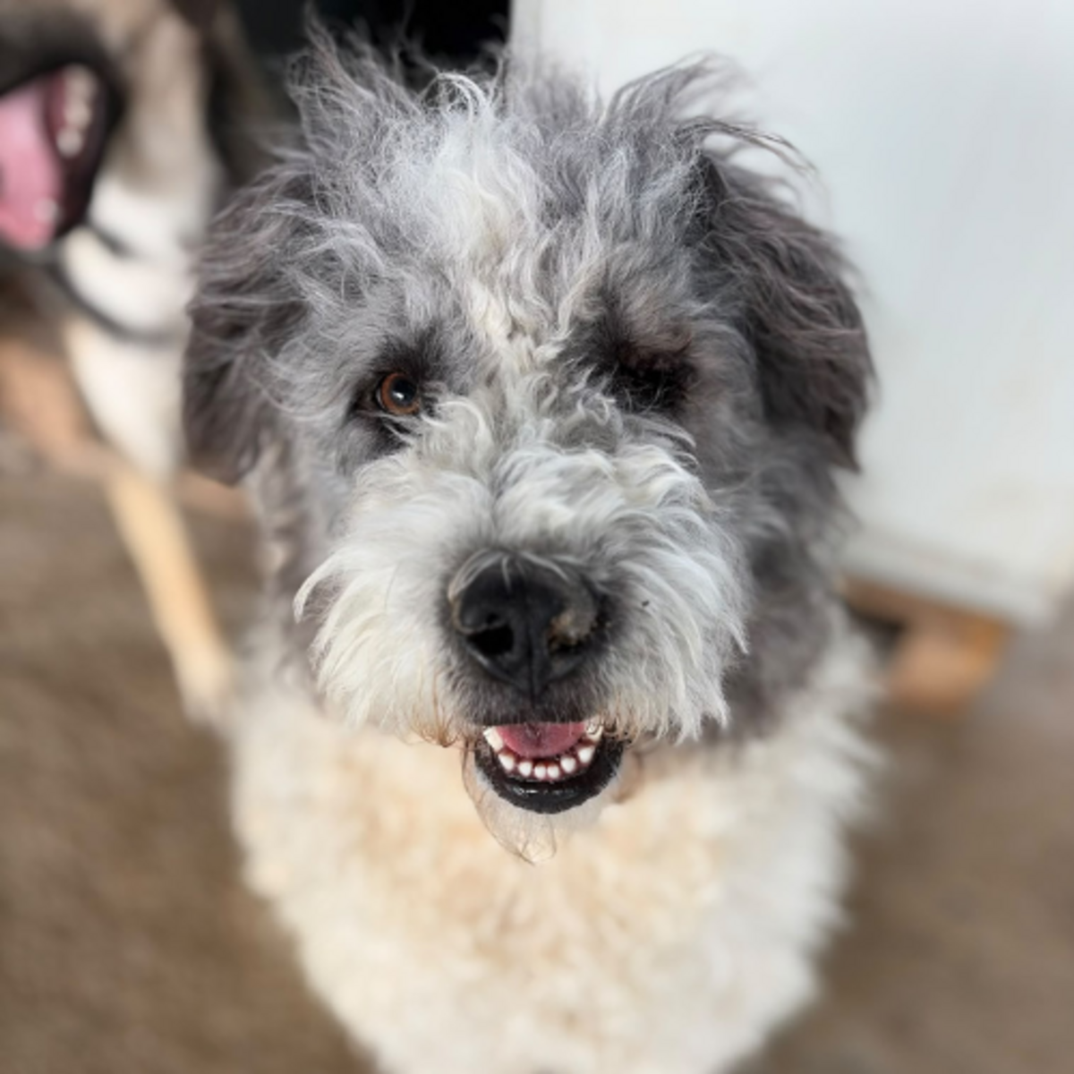 Adoption Major