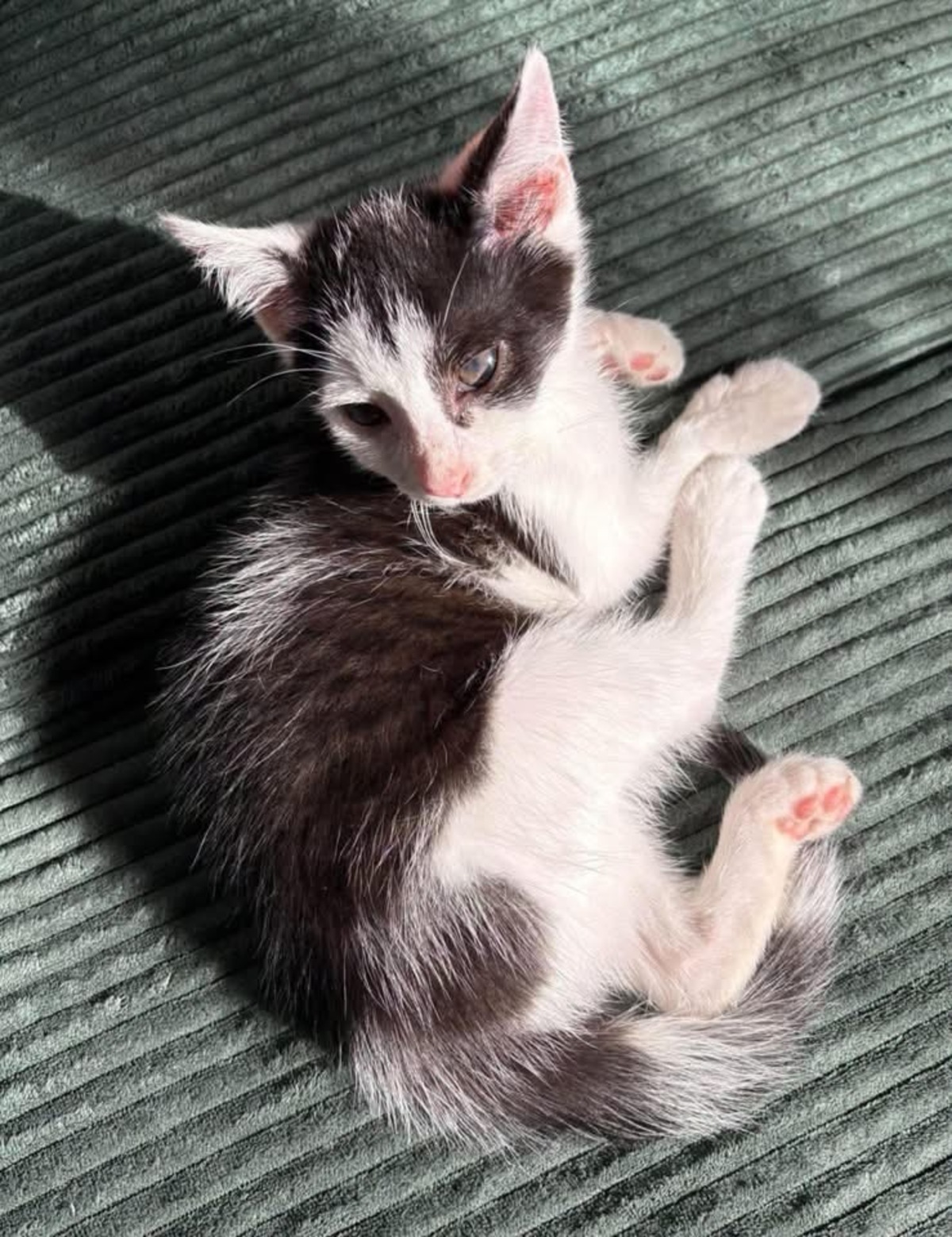 Adoption Crapu 