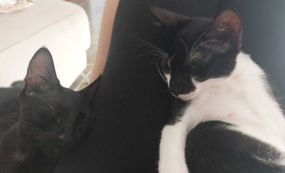 Adoption Rayo et Cosmo