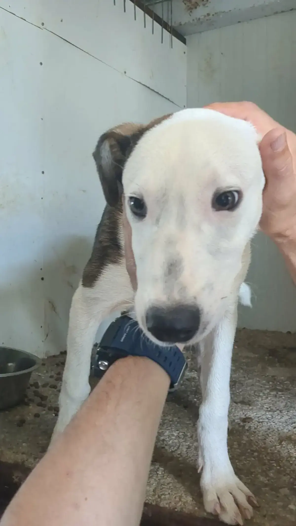 Adoption Astro