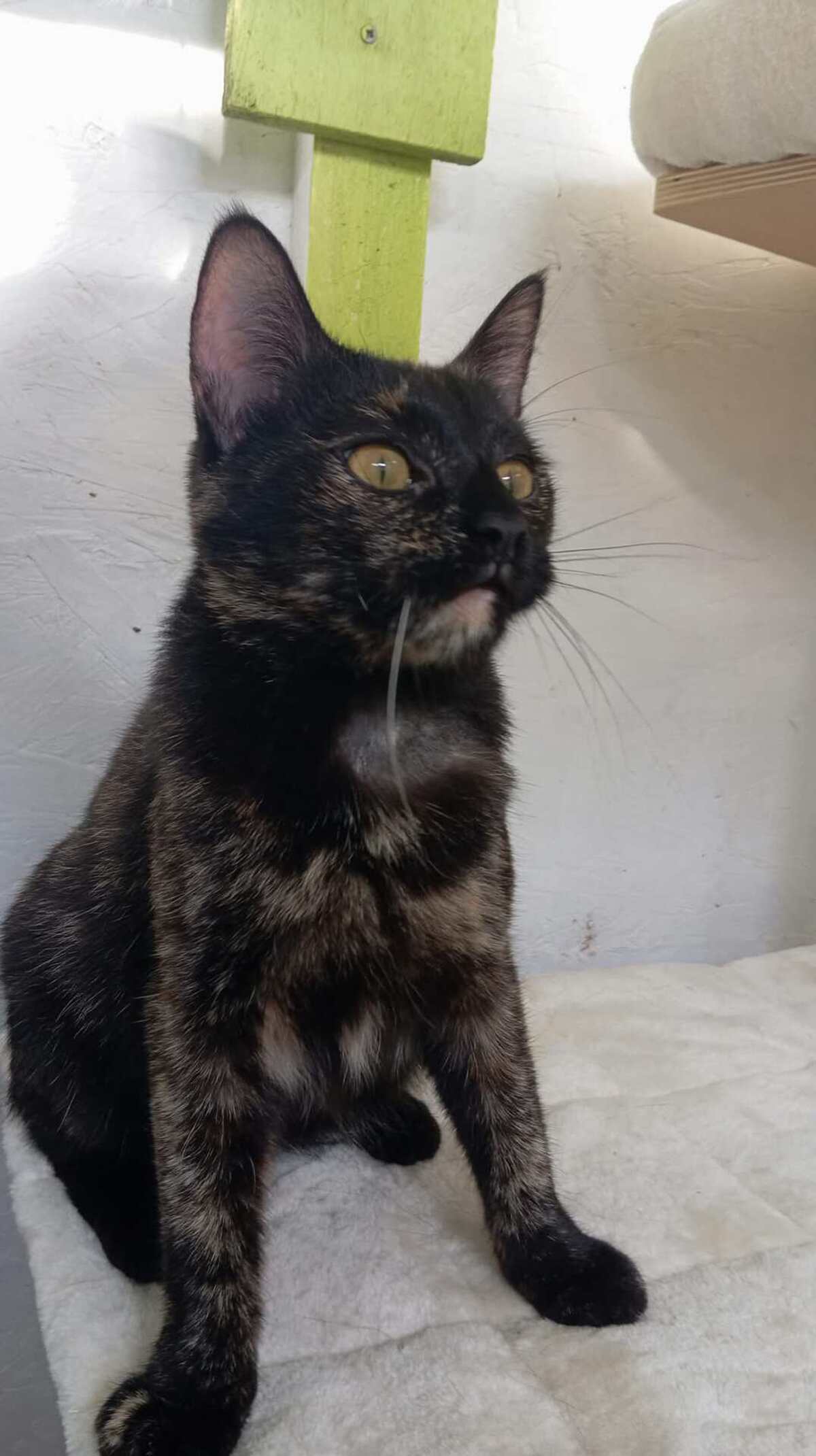 Adoption EMMA