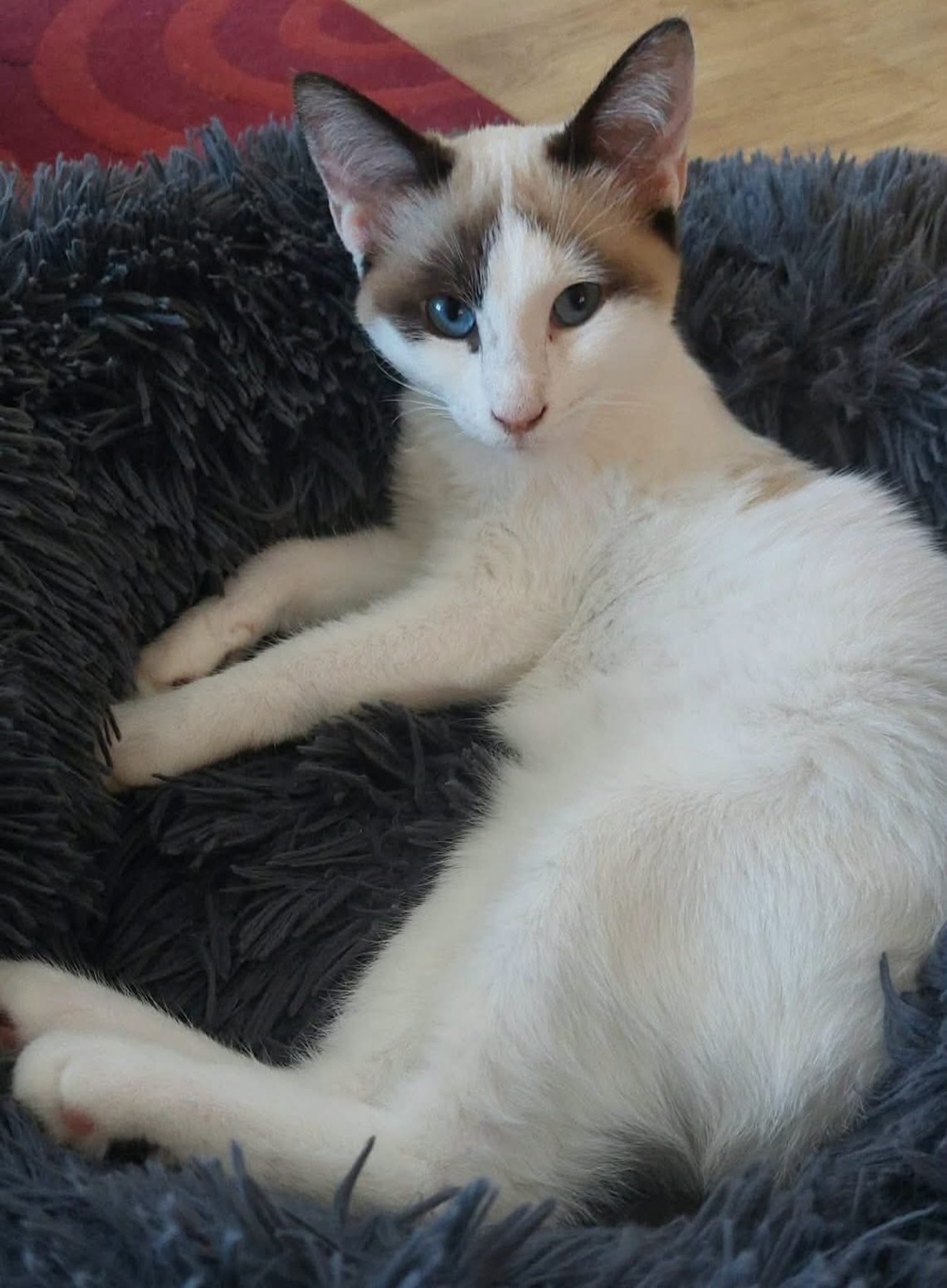 Adoption Dulce 