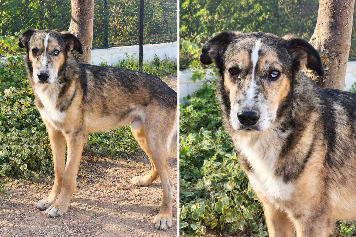 Adoption Ligero