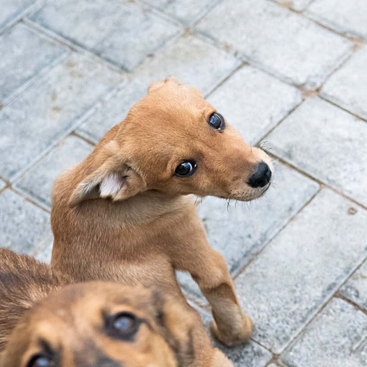 Adoption Ivo