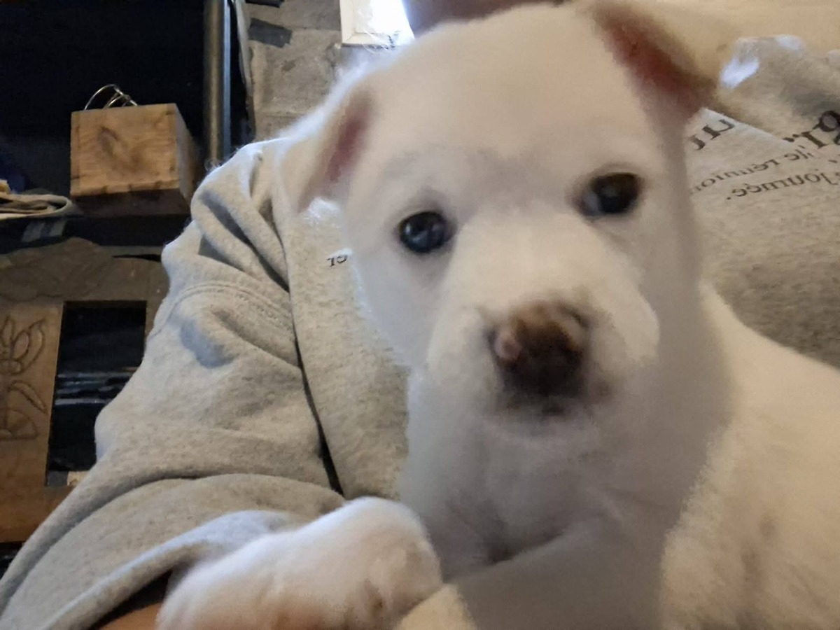 Adoption Angel
