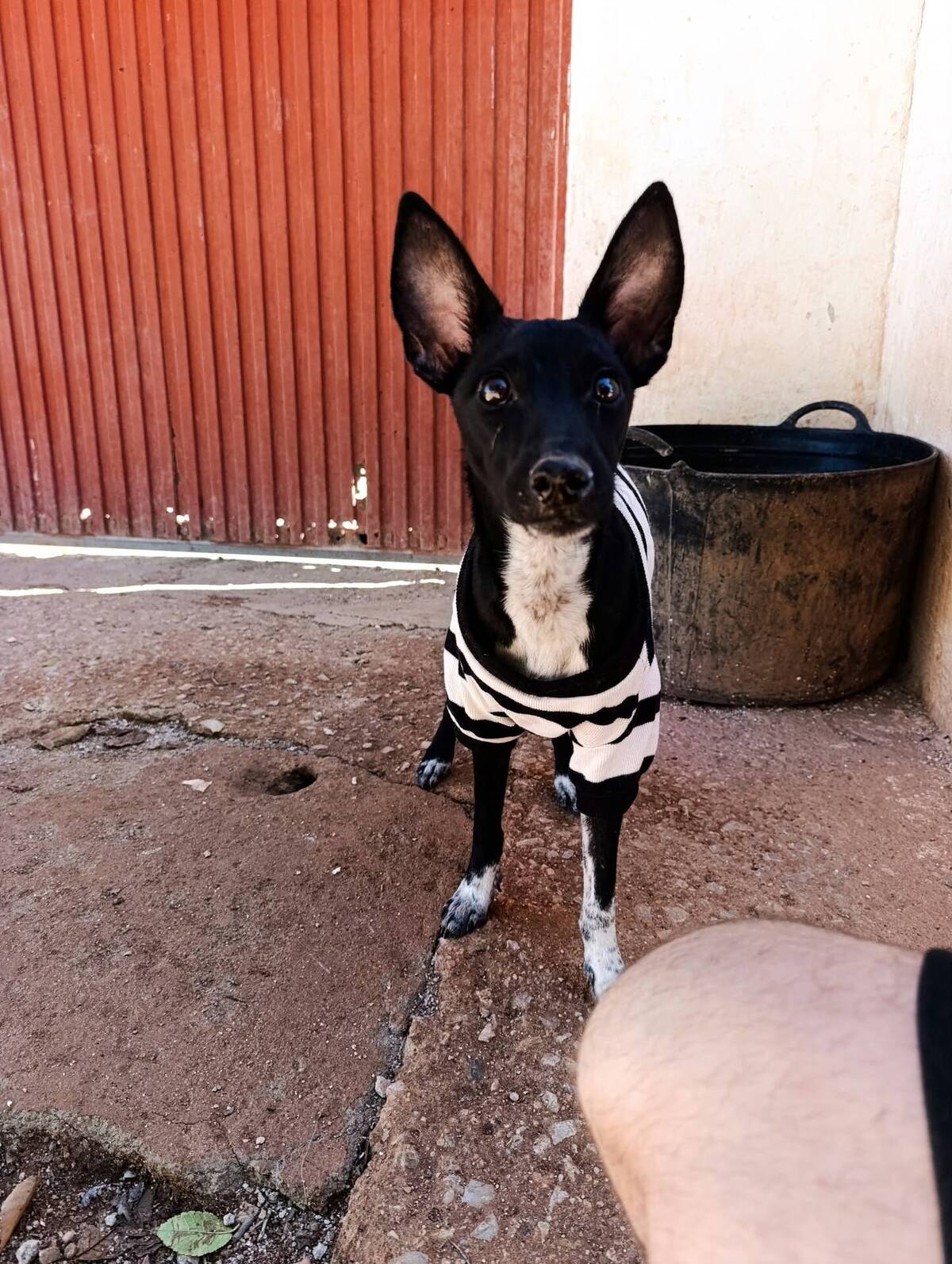 Adoption Dark