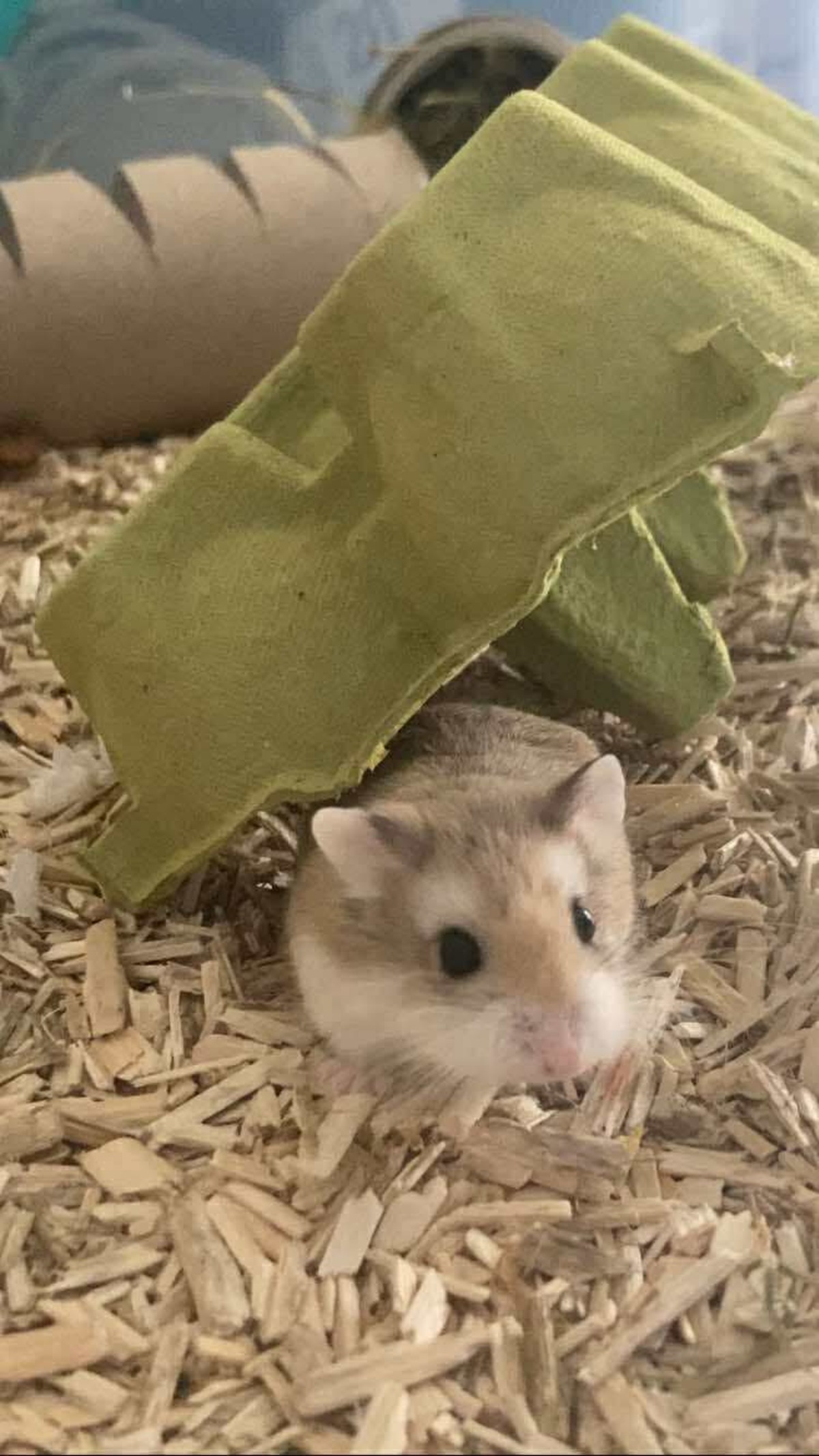 Adoption Taro