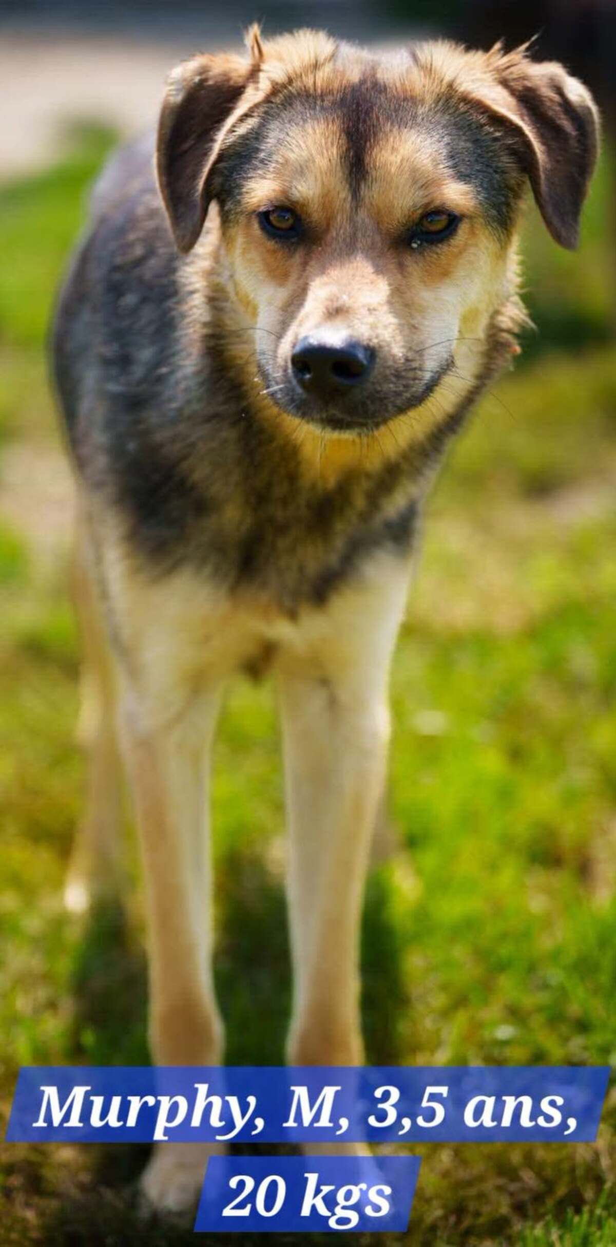 Adoption MURPHY