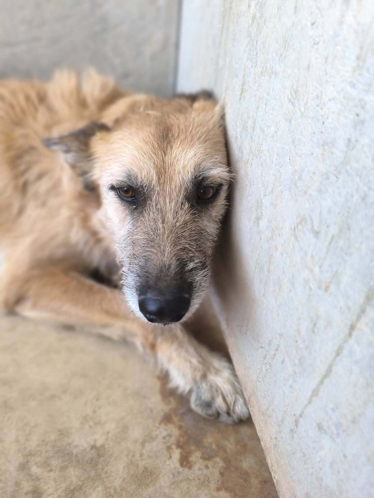 Adoption Jala