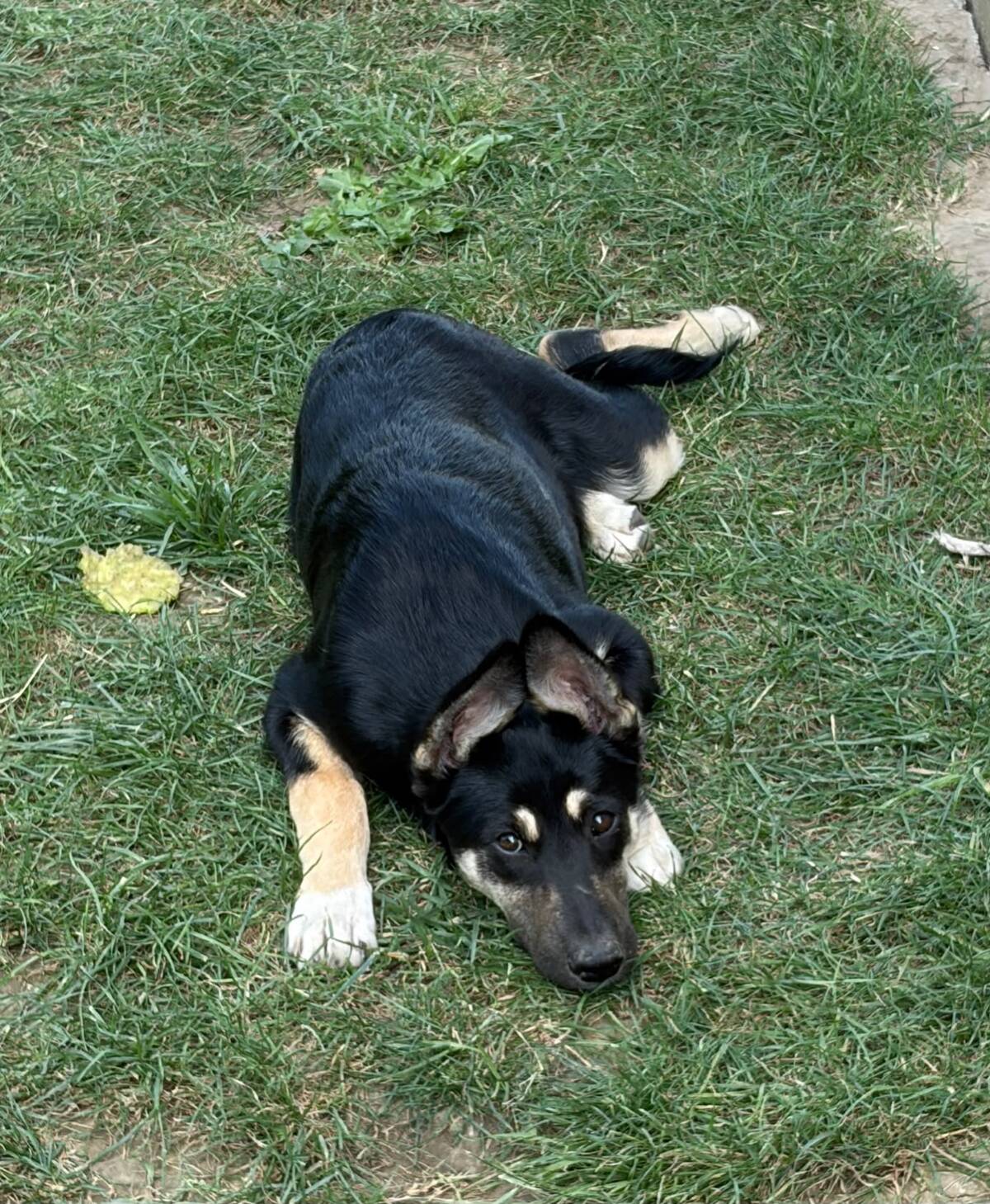 Adoption Lessie
