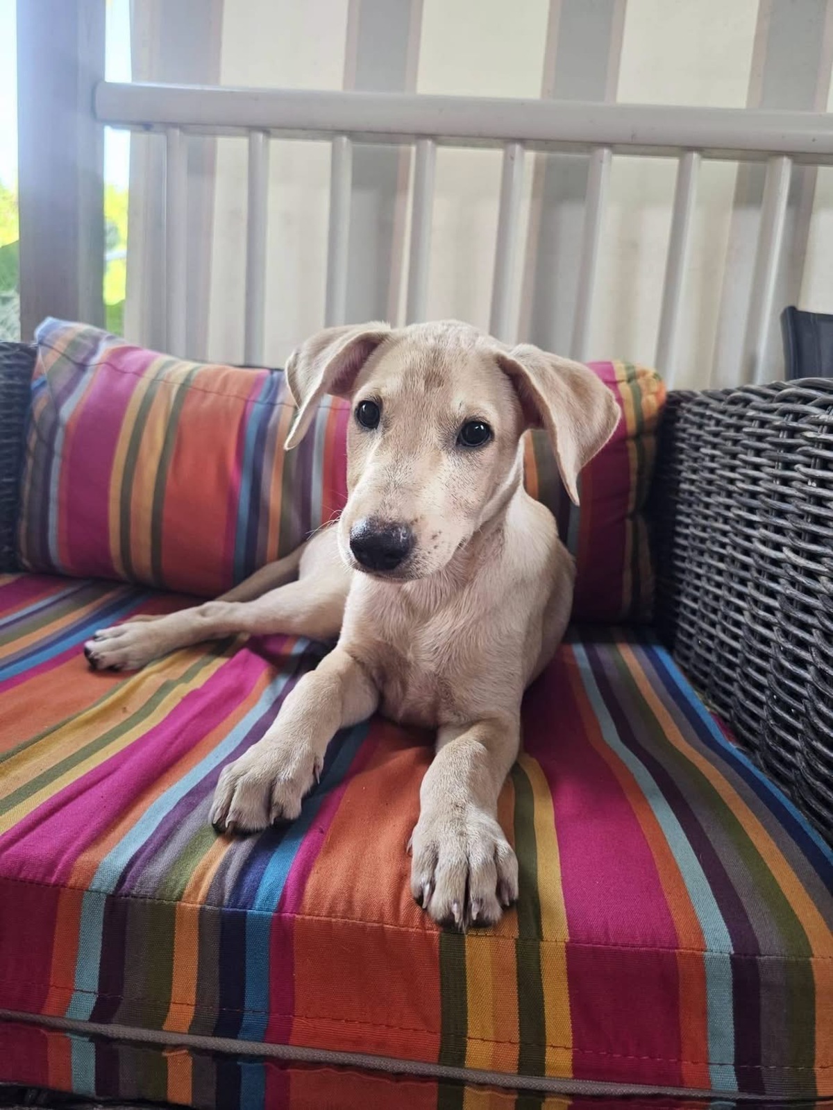 Adoption Bao
