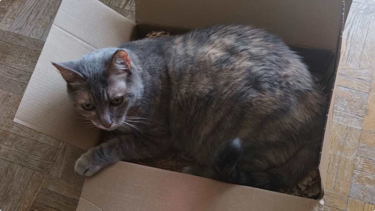Adoption Boulette