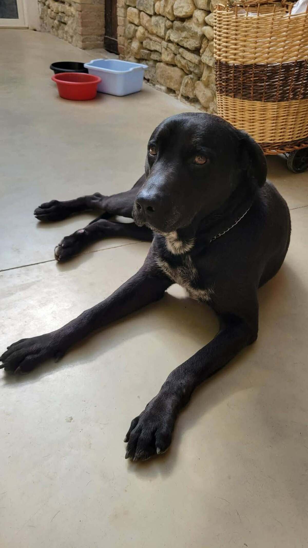 Adoption Charly