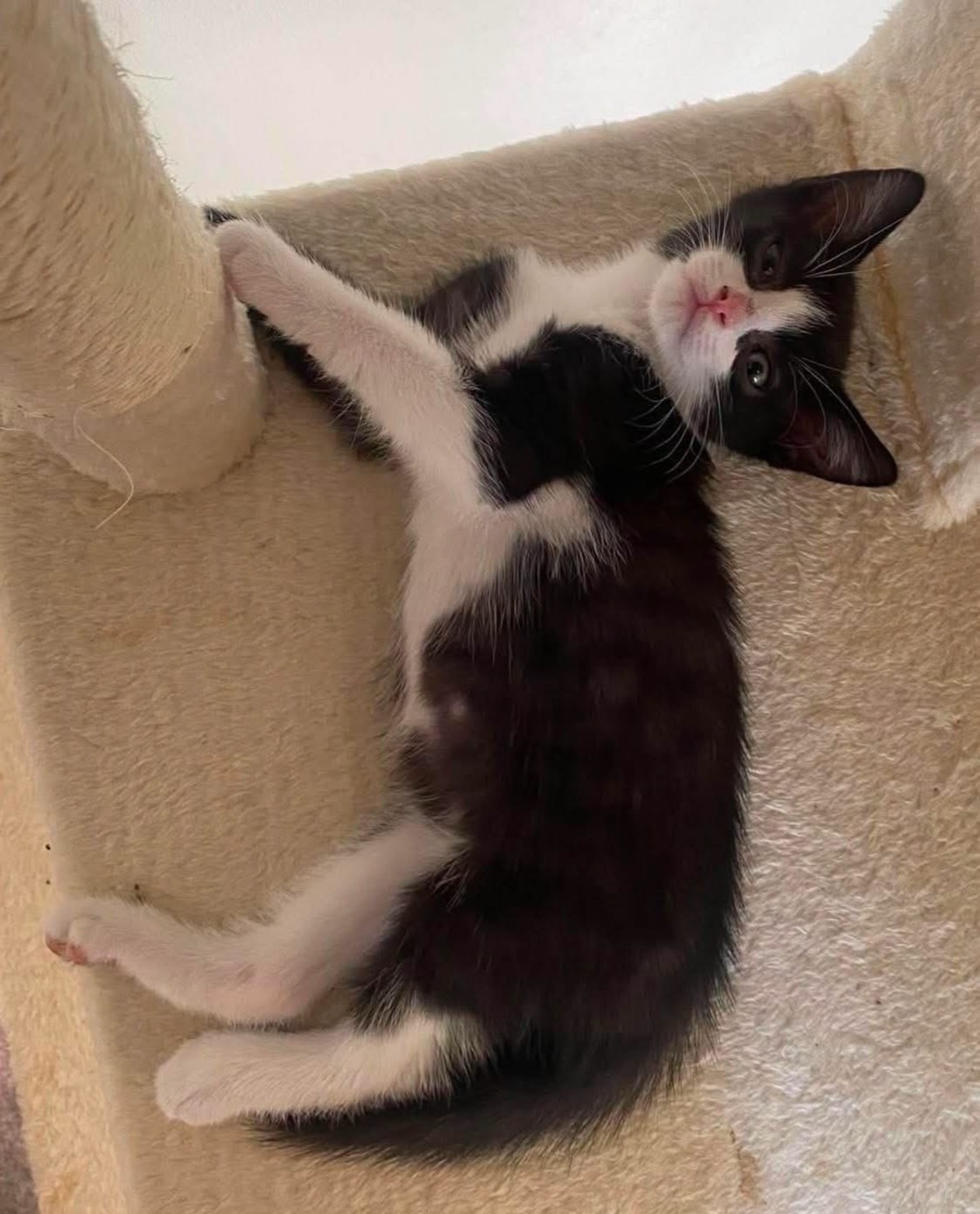 Adoption YONDUA