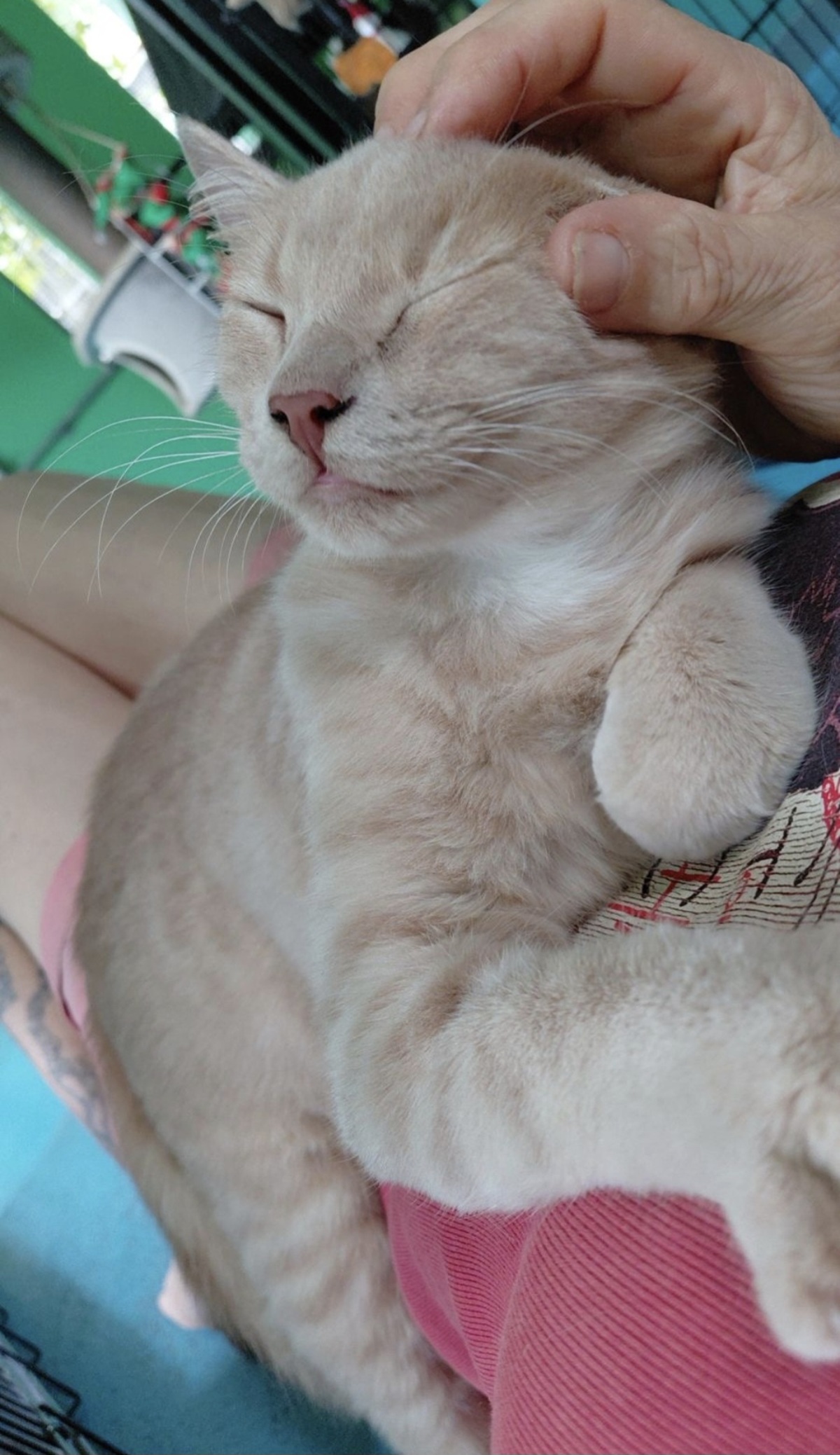 Adoption Mio