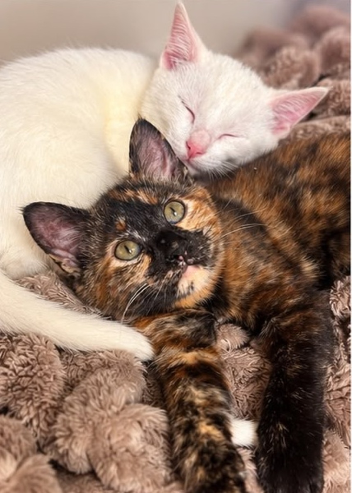 Adoption Cookie