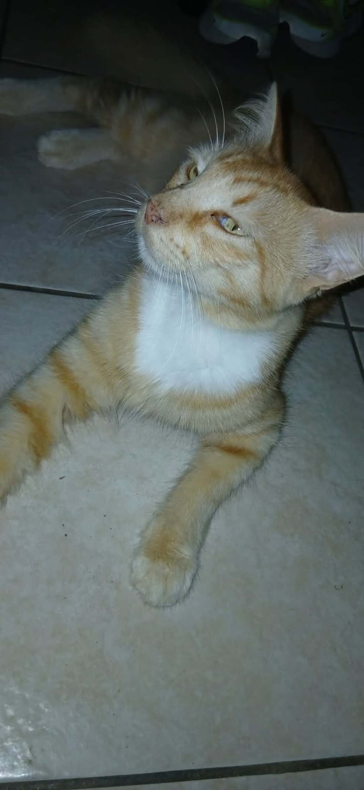 Adoption Caliste