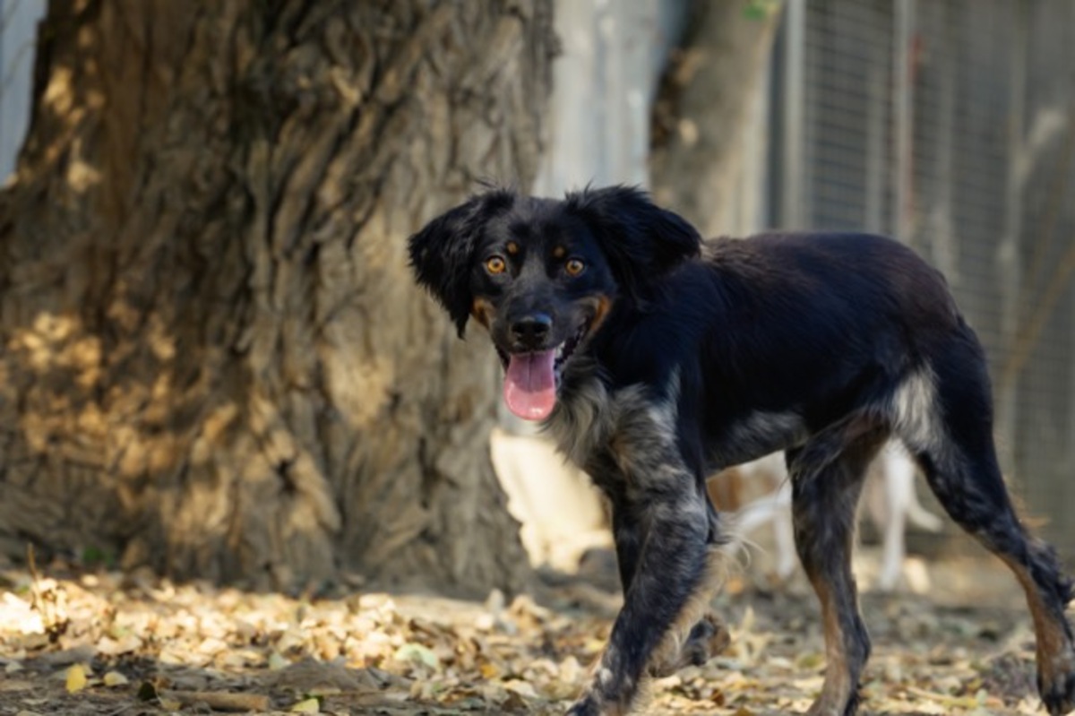 Adoption Aïko